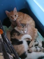Lost Female Cat last seen Pine st gastonia nc, Gaston County, NC 28056