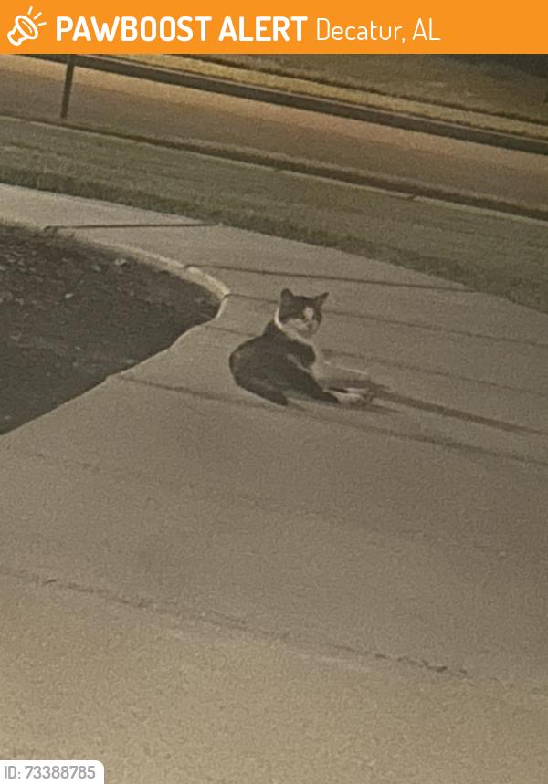 Found/Stray Unknown Cat last seen Upper River Road and Bakers Farm Drive, Priceville AL, Decatur, AL 35603