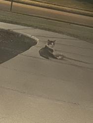 Found/Stray Unknown Cat last seen Upper River Road and Bakers Farm Drive, Priceville AL, Decatur, AL 35603