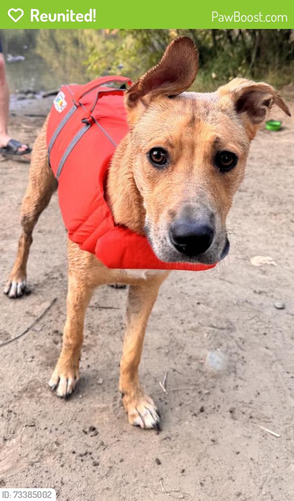 Reunited Female Dog last seen Near SE McLoughlin Blvd, Milwaukie, OR 97222, USA, Milwaukie, OR 97222