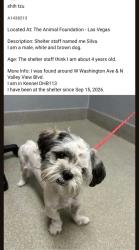 Found/Stray Female Dog last seen Woodbridge dr, Las Vegas, NV 89108