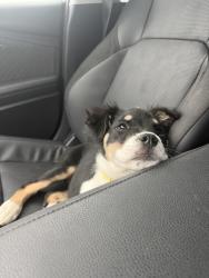 Lost Female Dog last seen West county, Odessa, TX 79763