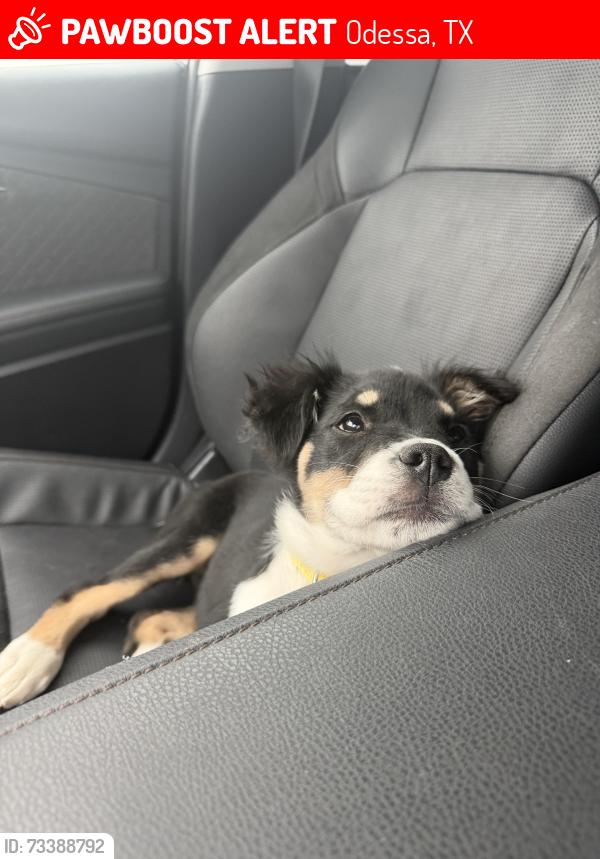 Lost Female Dog last seen West county, Odessa, TX 79763