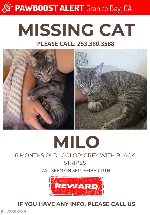 Lost Male Cat last seen Eureka rd and carriage dr, Granite Bay, CA 95746