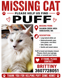 Lost Female Cat last seen 129th and 134th area in salmon creek, Vancouver, WA 98685