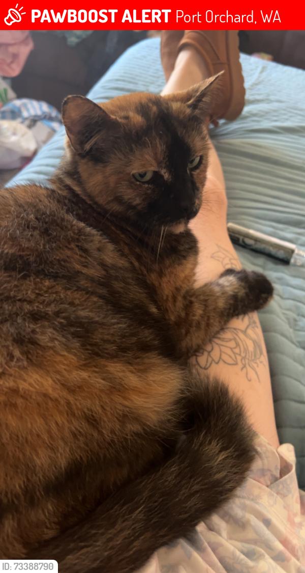 Lost Female Cat last seen View mont east apmts, Port Orchard, WA 98366