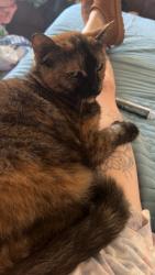 Lost Female Cat last seen View mont east apmts, Port Orchard, WA 98366