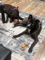 Lost Male Dog last seen Palmdale blvd & E Avenue Q-14, Palmdale, CA 93591
