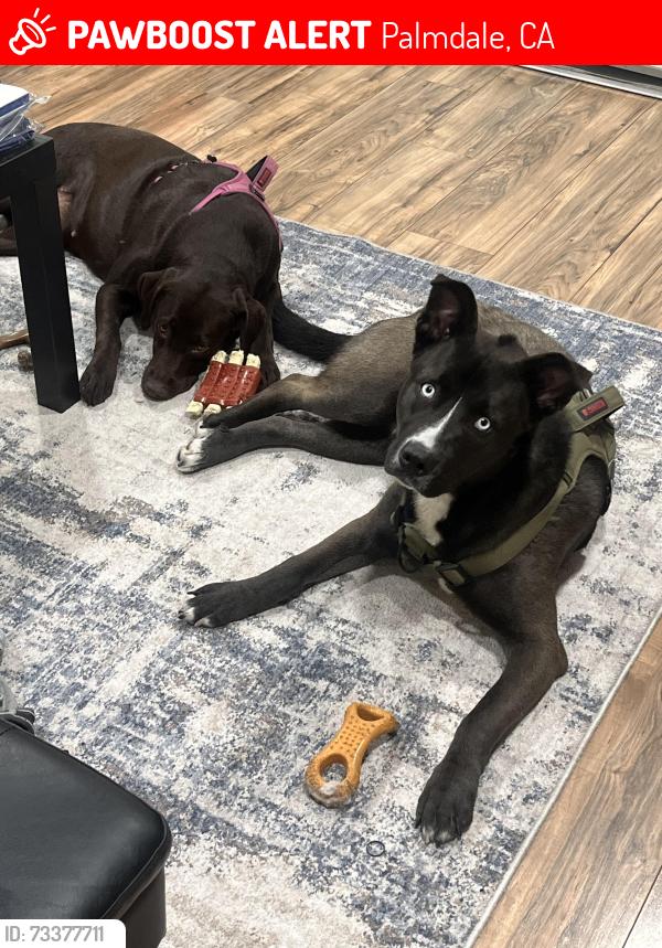 Lost Male Dog last seen Palmdale blvd & E Avenue Q-14, Palmdale, CA 93591