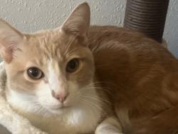 Lost Male Cat last seen Nollwood Ln W & W Werner Rd, Bremerton, WA 98312