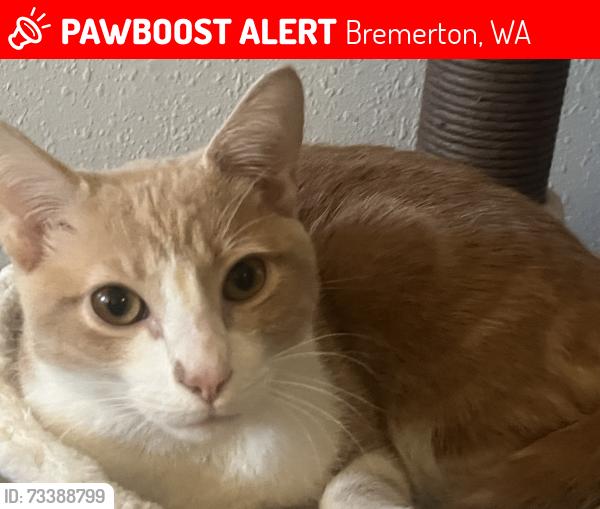 Lost Male Cat last seen Nollwood Ln W & W Werner Rd, Bremerton, WA 98312