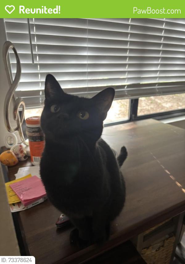 Reunited Female Cat last seen Monterey Pines apmts, Monterey, CA 93940