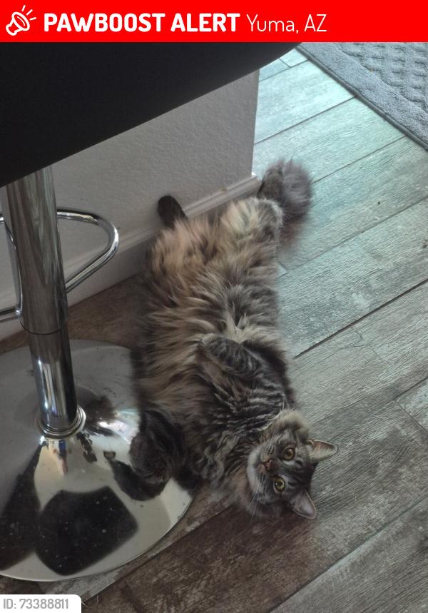Lost Male Cat last seen E 45th St & S Ponderosa Trl, Yuma, AZ 85365