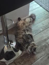 Lost Male Cat last seen E 45th St & S Ponderosa Trl, Yuma, AZ 85365