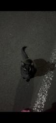 Found/Stray Male Cat last seen Farmington, 185th, Rosa Rd, Beaverton, OR 97078