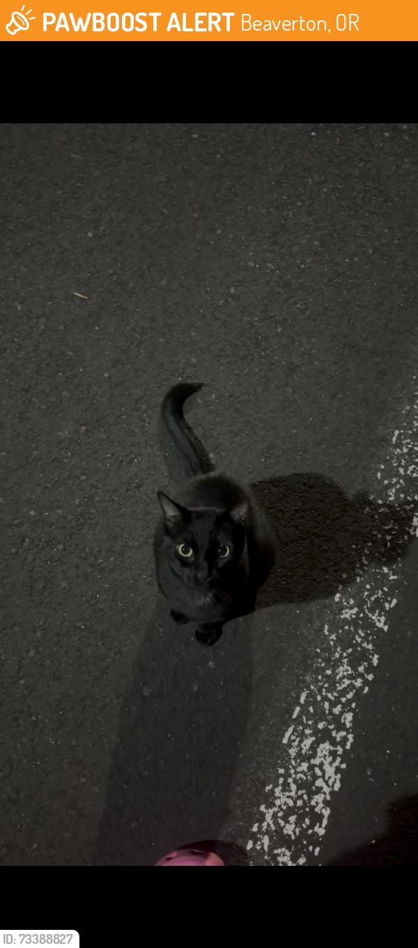 Found/Stray Male Cat last seen Farmington, 185th, Rosa Rd, Beaverton, OR 97078