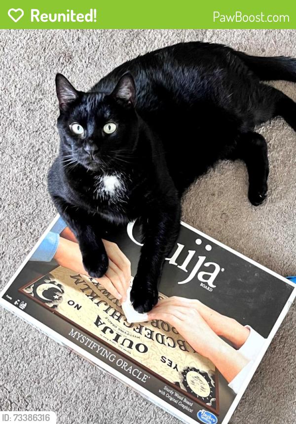 Reunited Male Cat last seen Gaston Ave between Elizabeth & Charles, Garfield, NJ 07026