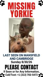 Lost Male Dog last seen Vassar and Rutherford, Detroit, MI 48235