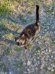 Lost Female Cat last seen Straub and Stausland Rd, College Station, TX 77845