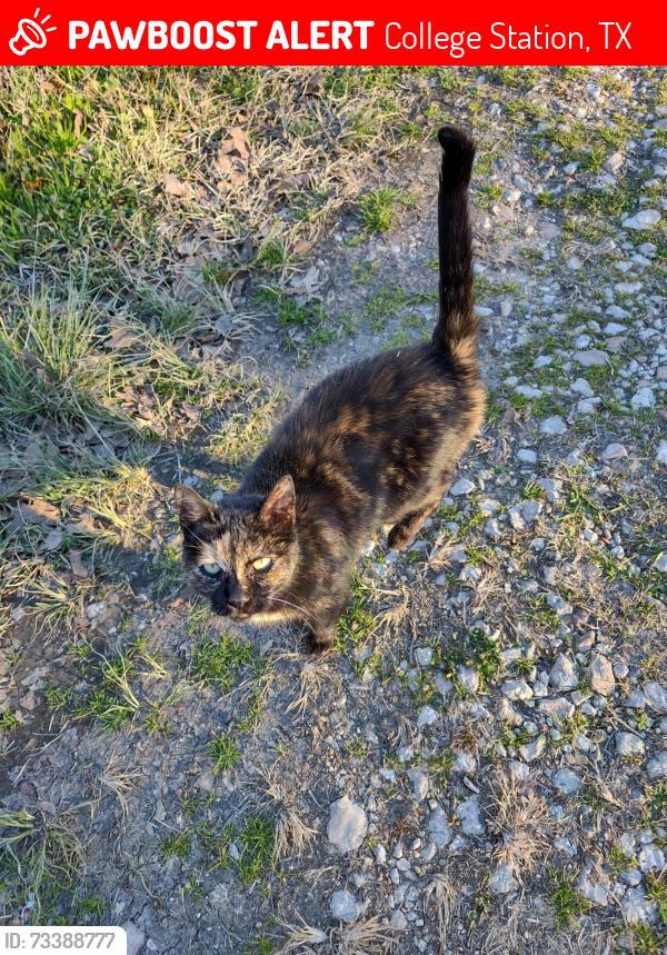 Lost Female Cat last seen Straub and Stausland Rd, College Station, TX 77845