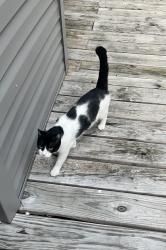 Found/Stray Unknown Cat last seen Village Grove Dr and Ridgeway Rd, Memphis, TN 38115