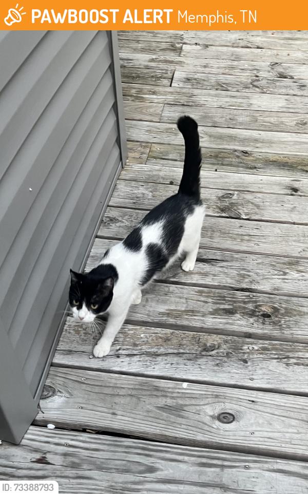 Found/Stray Unknown Cat last seen Village Grove Dr and Ridgeway Rd, Memphis, TN 38115