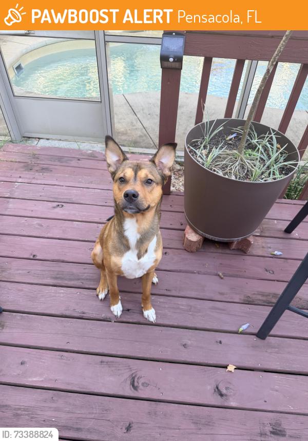 Found/Stray Male Dog last seen East Fence Rd, Pensacola, FL 32502