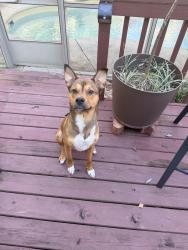 Found/Stray Male Dog last seen East Fence Rd, Pensacola, FL 32502