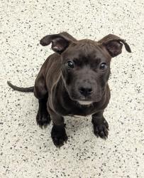 Shelter Stray Male Dog last seen Near Waterlace Drive, South Fulton, GA, 1251 Fulton Industrial Blvd NW, Atlanta, GA 30336, USA