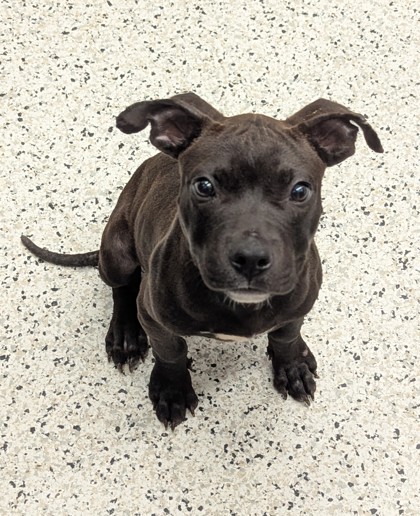 Shelter Stray Male Dog last seen Near Waterlace Drive, South Fulton, GA, 1251 Fulton Industrial Blvd NW, Atlanta, GA 30336, USA