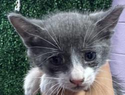 Shelter Stray Male Cat last seen Near N STEVENS, CITY of El Paso, TX, 5001 Fred Wilson Ave, El Paso, TX 79906, USA