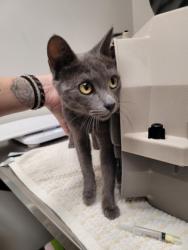 Shelter Stray Female Cat last seen Near OMEC CIR # 698, Rancho Cordova, CA, 6201 Florin Perkins Rd, Sacramento, CA 95828, USA