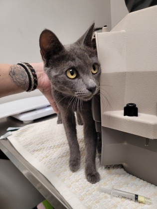 Shelter Stray Female Cat last seen Near OMEC CIR # 698, Rancho Cordova, CA, 6201 Florin Perkins Rd, Sacramento, CA 95828, USA