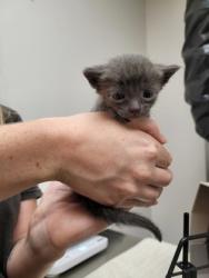 Shelter Stray Male Cat last seen Near OMEC CIR # 698, Rancho Cordova, CA, 6201 Florin Perkins Rd, Sacramento, CA 95828, USA