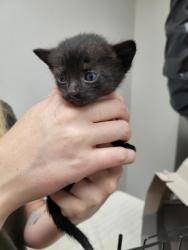 Shelter Stray Female Cat last seen Near OMEC CIR # 698, Rancho Cordova, CA, 6201 Florin Perkins Rd, Sacramento, CA 95828, USA