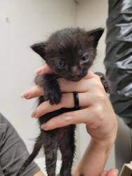 Shelter Stray Male Cat last seen Near OMEC CIR # 698, Rancho Cordova, CA, 6201 Florin Perkins Rd, Sacramento, CA 95828, USA