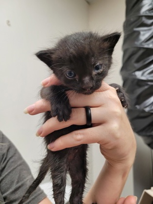 Shelter Stray Male Cat last seen Near OMEC CIR # 698, Rancho Cordova, CA, 6201 Florin Perkins Rd, Sacramento, CA 95828, USA