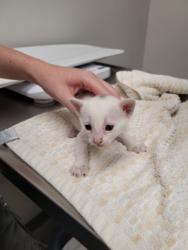 Shelter Stray Male Cat last seen Near OMEC CIR # 698, Rancho Cordova, CA, 6201 Florin Perkins Rd, Sacramento, CA 95828, USA