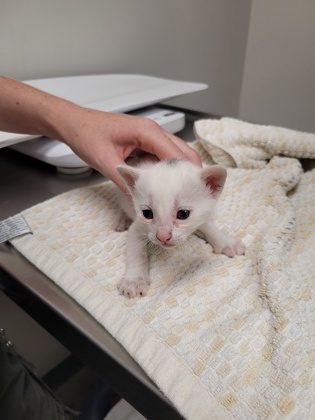 Shelter Stray Male Cat last seen Near OMEC CIR # 698, Rancho Cordova, CA, 6201 Florin Perkins Rd, Sacramento, CA 95828, USA