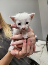 Shelter Stray Male Cat last seen Near OMEC CIR # 698, Rancho Cordova, CA, 6201 Florin Perkins Rd, Sacramento, CA 95828, USA