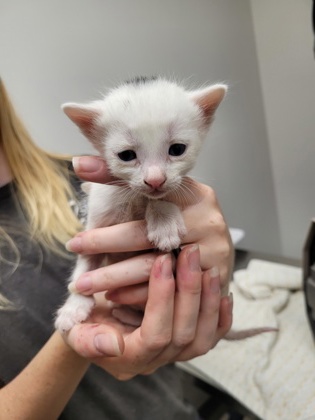 Shelter Stray Male Cat last seen Near OMEC CIR # 698, Rancho Cordova, CA, 6201 Florin Perkins Rd, Sacramento, CA 95828, USA