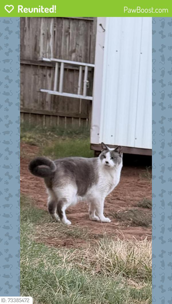 Reunited Unknown Cat last seen N Ann Arbor Terrace, Oklahoma City, OK 73132, USA, Oklahoma City, OK 73132