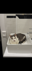 Lost Unknown Cat last seen Marcus Garvey avenue, Brooklyn, NY 11221