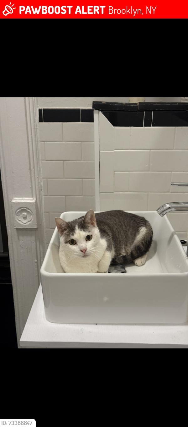 Lost Unknown Cat last seen Marcus Garvey avenue, Brooklyn, NY 11221
