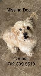 Lost Male Dog last seen Torrey pines and smoke ranch, Las Vegas, NV 89108