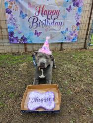 Lost Female Dog last seen 147th Street & 15th Ave. Whitestone, Queens, NY 11357