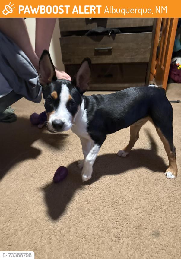 Found/Stray Female Dog last seen Matheson park, Albuquerque, NM 87112