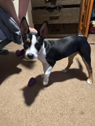 Found/Stray Female Dog last seen Matheson park, Albuquerque, NM 87112