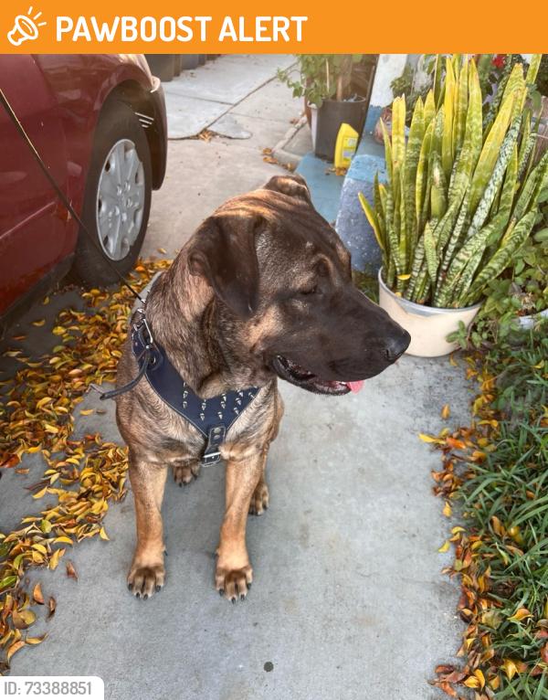 Found/Stray Male Dog last seen Whittier Blvd/ Leonard Ave, East Los Angeles, CA, East Los Angeles, CA 90022