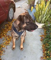 Found/Stray Male Dog last seen Whittier Blvd/ Leonard Ave, East Los Angeles, CA, East Los Angeles, CA 90022